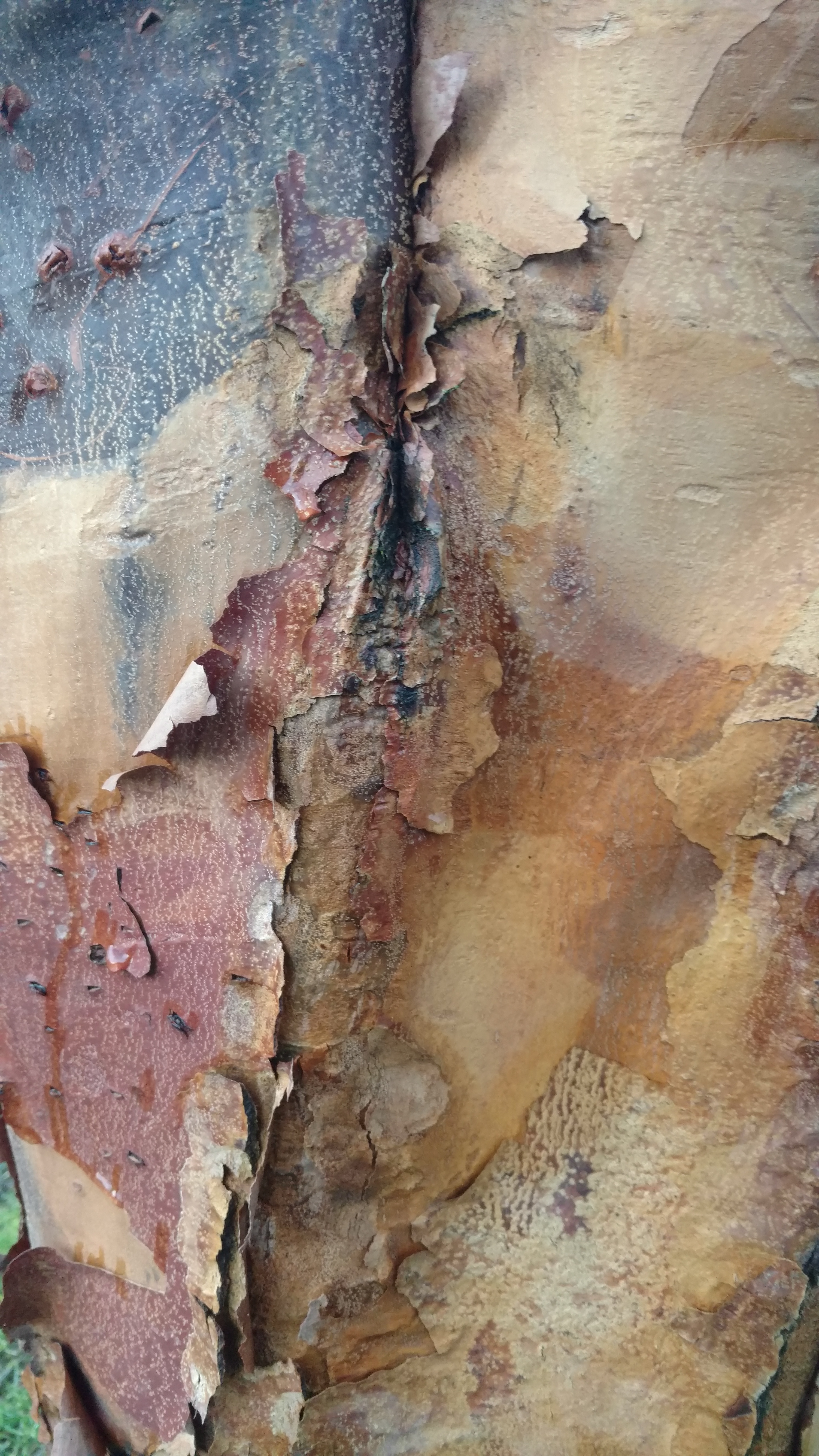 tabor bark 1
