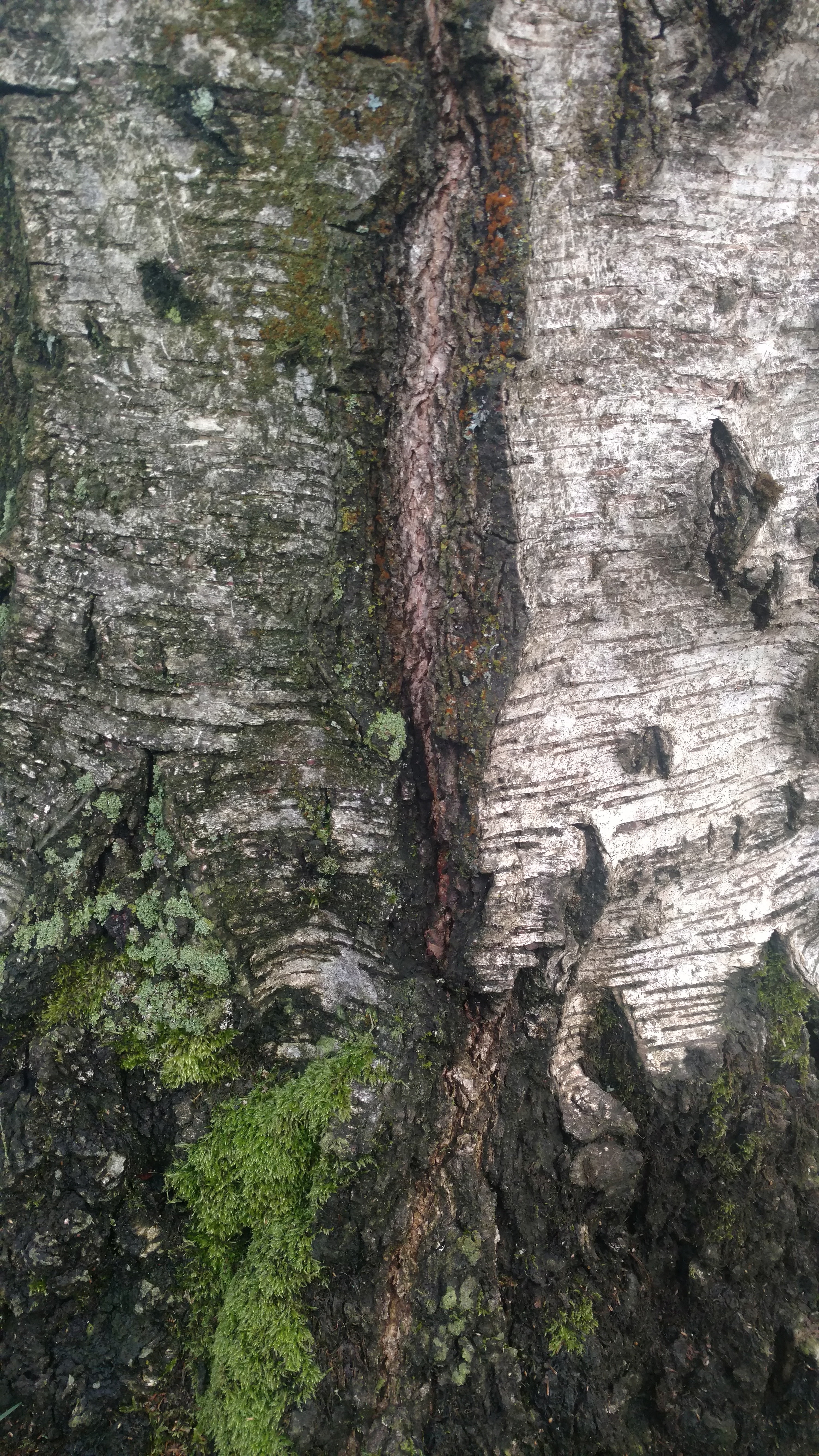tabor bark 2