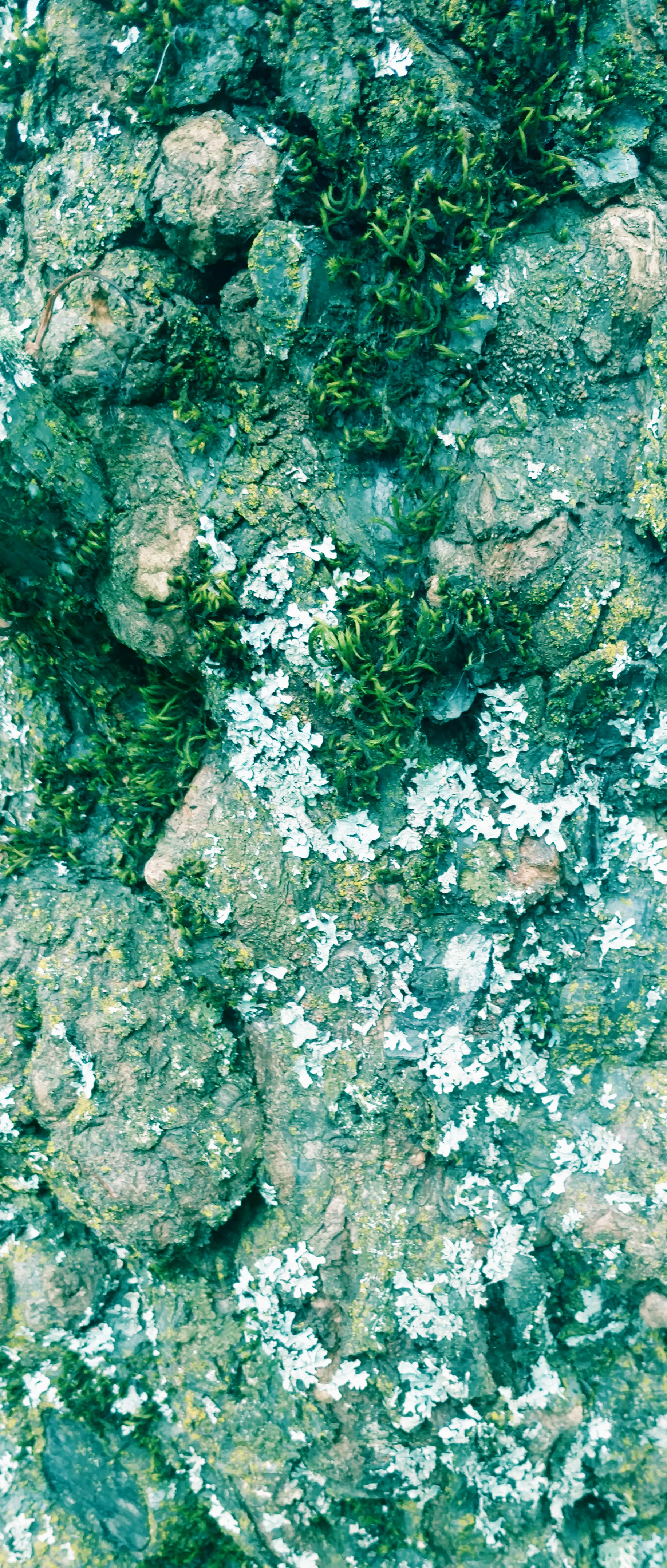 tabor bark #3