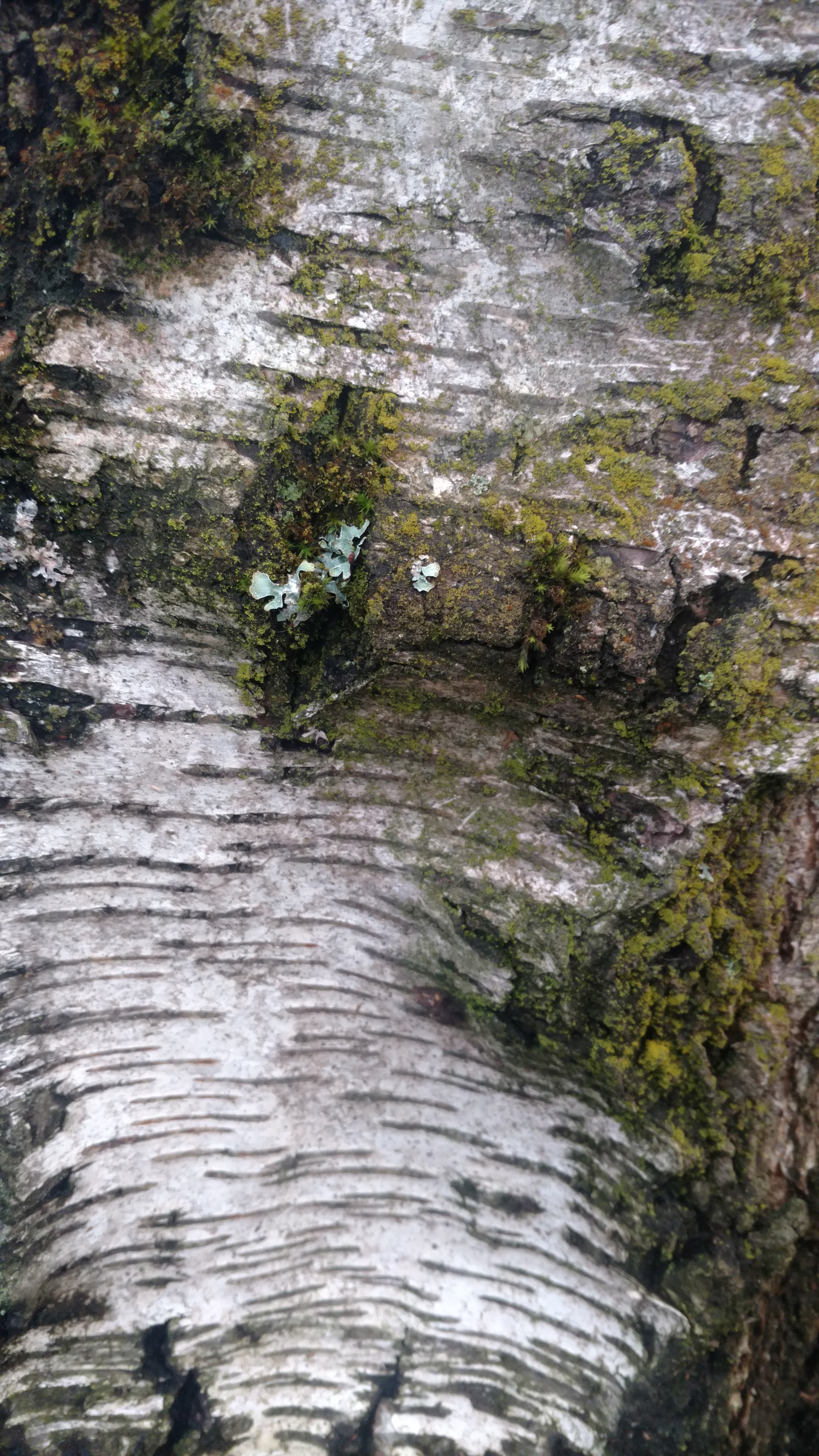 tabor bark 4